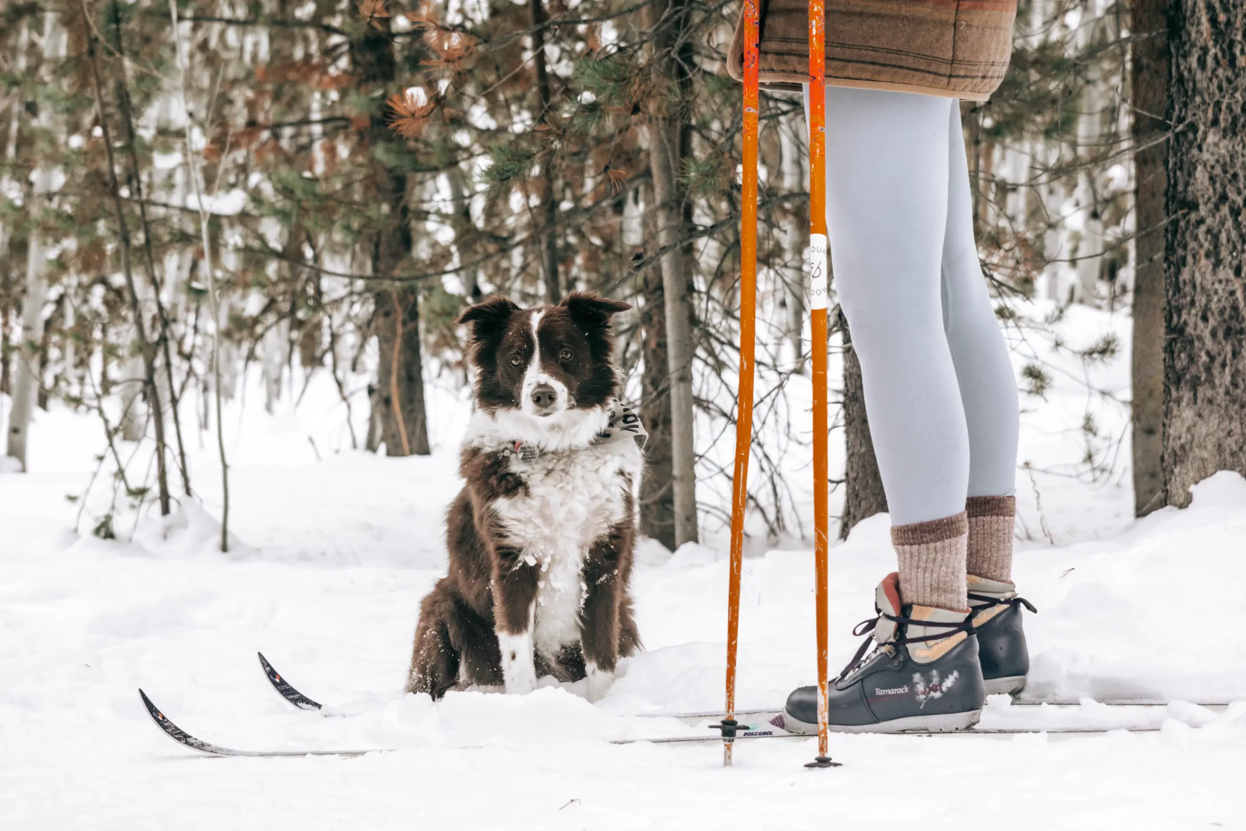 Girl with skis, cross country ski poles, and dog in snowy outdoors