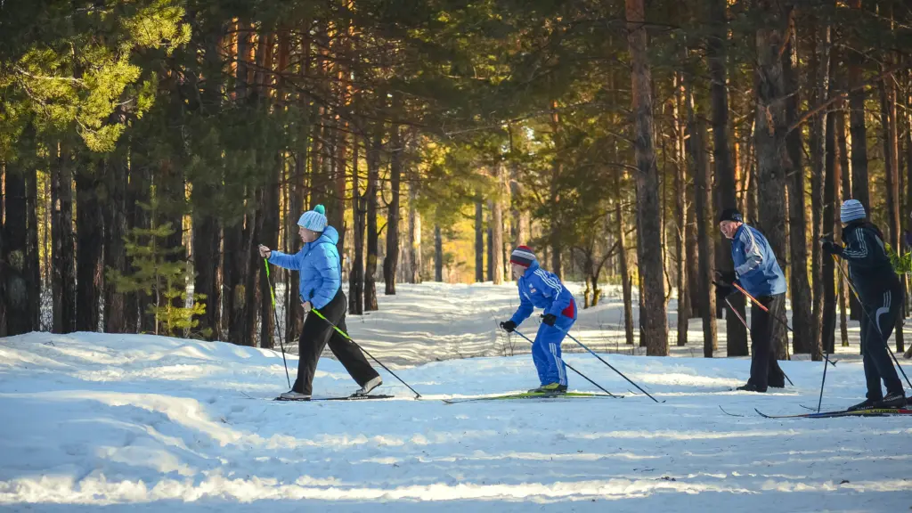 Family enjoying cross country skiing in snowy woods.